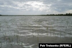 Сырдария өзені бойындағы күріш алқабы. Қазақстанның Қызылорда облысы, 2 шілде, 2024 жыл.