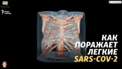 Как поражает легкие SARS-CoV-2