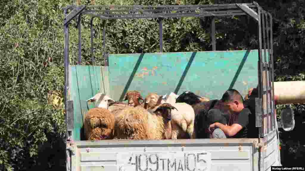 Жол бойында көлікпен мал сатып тұрған жігіт.