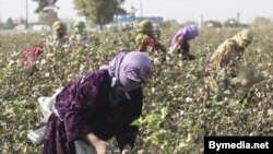 Sabirabad rayon sakini Niyaz Əliyev bildirir ki, xüsusilə qız uşaqları pambığı daha yaxşı yığırlar