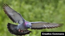 Летящий голубь. <a href = "http://en.wikipedia.org/wiki/Image:Rock_dove_-_natures_pics.jpg" target=_blank>Wikipedia. Creative Commons.</a>