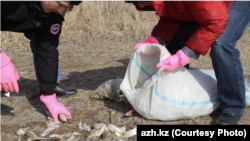 Атыраудағы Жайық өзенін өлі балықтардан тазарту. 