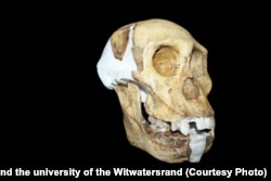 Череп Australopithecus sediba. Фото: Lee Berger and the university of the Witwatersrand